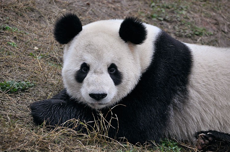 pandabär